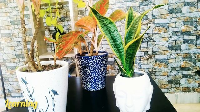 Top indoor plants that clean air|Indoor plant with colourful leaves|Colourful plant for home&office смотреть онлайн