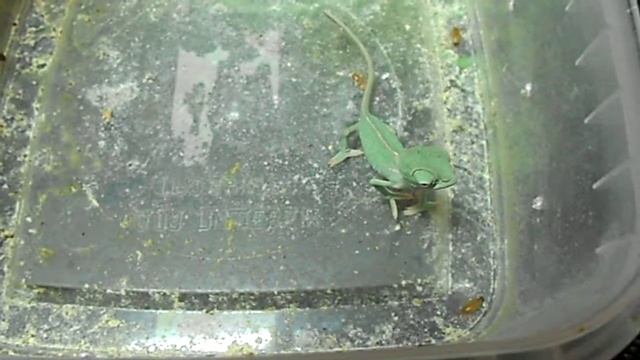 Йеменский детеныш кушает. смотреть онлайн