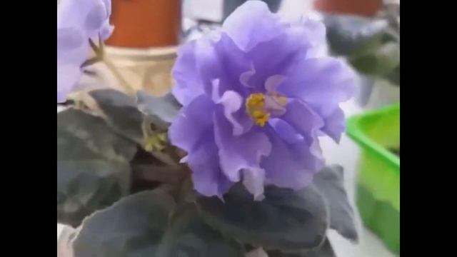 ФИАЛКА БЕЗИМЯШКА 1 \\\ОЛЯ МАМА смотреть онлайн