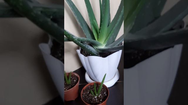 Алоэ Вера более 3-х лет, детки смотреть онлайн