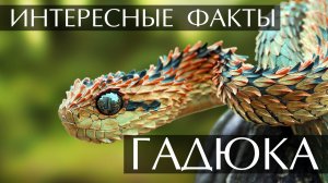 Гадюка. Интересные факты