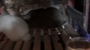 Корм для кроликов