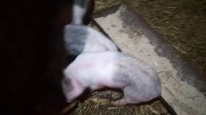 Наши поросята. Отъем, кормление после отъема.