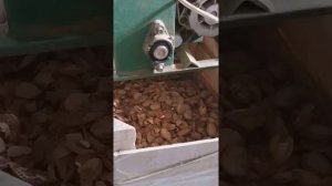 Как извлечь ядро миндаля