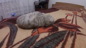 Шотландская Вислоухая Кошка Хлоя Просит Ласки и Любви Первый Раз в 1 год 1 мес. ? Коты и Кошки
