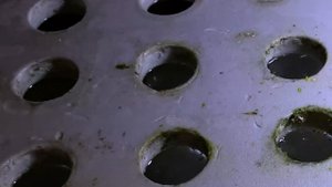 Результаты выращивания аквариумных растений на гидропонике