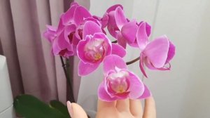 ШИКАРНОЕ ЦВЕТЕНИЕ моих ОРХИДЕЙ бабочки пелорики | Flowering of my orchids орхидея Орхидеи Orchid