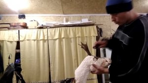 Таксидермия. Голова косули(часть 2)
