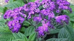 Цветок, похожий на гортензию, — как называется?