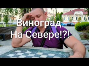 Северное виноградарство | Снимаем розовые очки | Риски есть