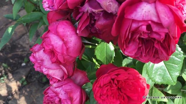 Великолепие лилий.Лучшие низкорослые лилии. смотреть онлайн