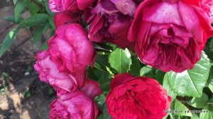 Великолепие лилий.Лучшие низкорослые лилии.