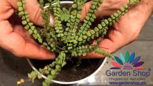 Как правильно посадить папоротник в горшок - Asplenium trichomanes