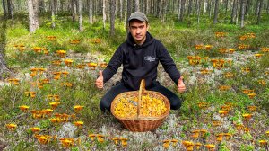 ТИХАЯ ОХОТА В СОСНОВОМ БОРУ! СОБРАЛ ОГРОМНУЮ КОРЗИНУ ГРИБОВ! ВОТ ОНО СЧАСТЬЕ ГРИБНИКА! ГРИБЫ 2023