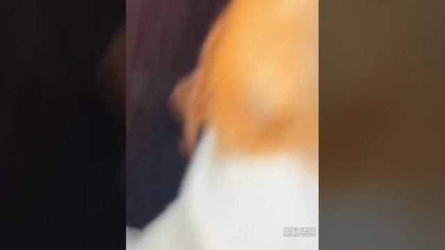 Собака делает кусь мем смотреть онлайн