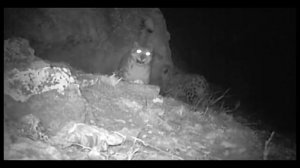 Снежный барс - символ небесных гор