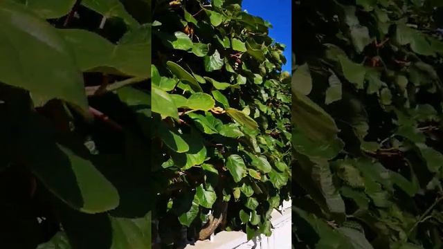 тthat's how kiwi grows. ак растёт киви