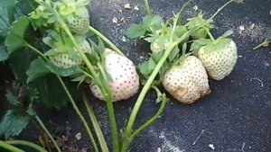 экзотичная клубника Белый швед