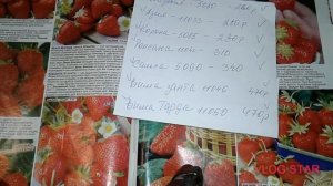 КЛУБНИКА! УРОЖАЙНЫЕ СОРТА! ЧТО ЗАКАЗАТЬ?