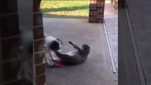 Жирный котик против собакена