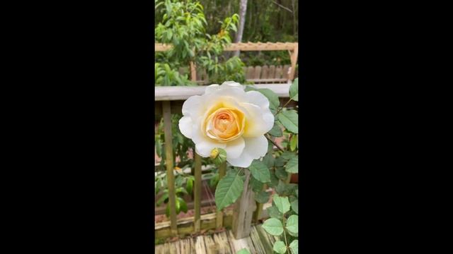 Rose - Poet's Wife смотреть онлайн