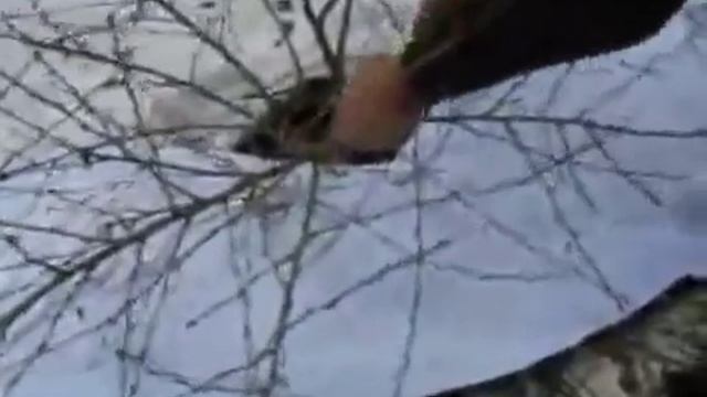 Технология обрезки крыжовника осенью смотреть онлайн