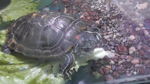 черепаха издает звуки.mp4