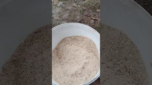 Куры Брама Кормление ??