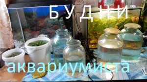 Будни аквариумиста