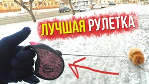 Лучшая рулетка для собак. Послушный шпиц Бэлла