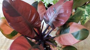 Мои Ароидные декабрьский обзор.