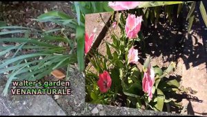 Tulipa 'Fancy Frills' (tulipano)