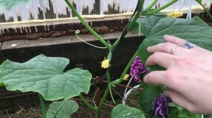 формирование огурца в теплице для раннего урожая