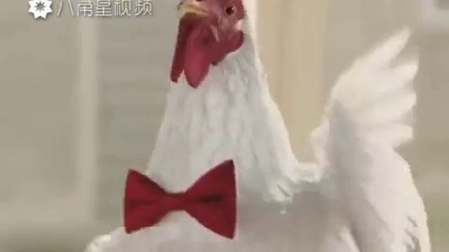 Петушок куд-куда