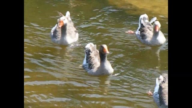 Первое купание гусенка. Великий Устюг. Усадьба Арлазорова. смотреть онлайн