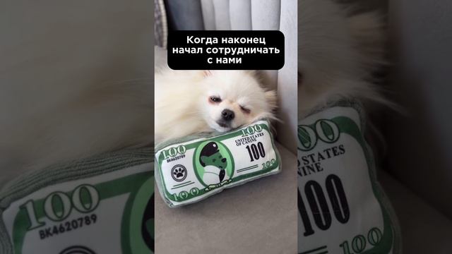 #тендер#бизнес#госзаказ#предпринимательство