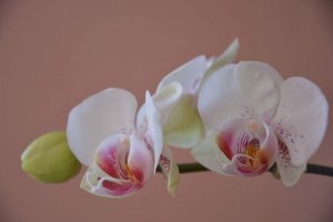 Уход за орхидеями