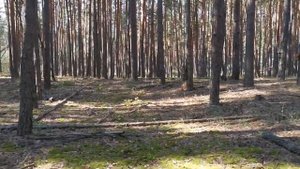 В поисках грибов. Осень 2023. Воронежская область.