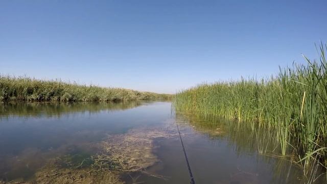 Охота на змееголова на Капчагае (Чилик) "Первый опыт ловли змееголова" смотреть онлайн