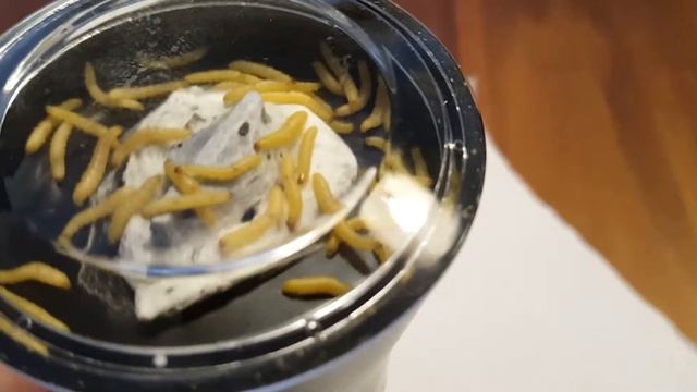 Schockierende Entdeckung in Penny Produkten! смотреть онлайн