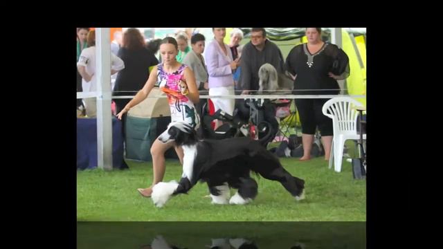 International Dog Show Mladá Boleslav 2014