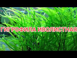 ГИГРОФИЛА ИВОЛИСТНАЯ. СОДЕРЖАНИЕ В АКВАРИУМЕ