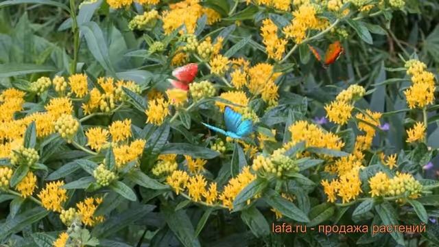 Ваточник клубневой Хелло Йеллоу (khello-yellou) ? обзор: как сажать, саженцы ваточника Хелло Йеллоу смотреть онлайн