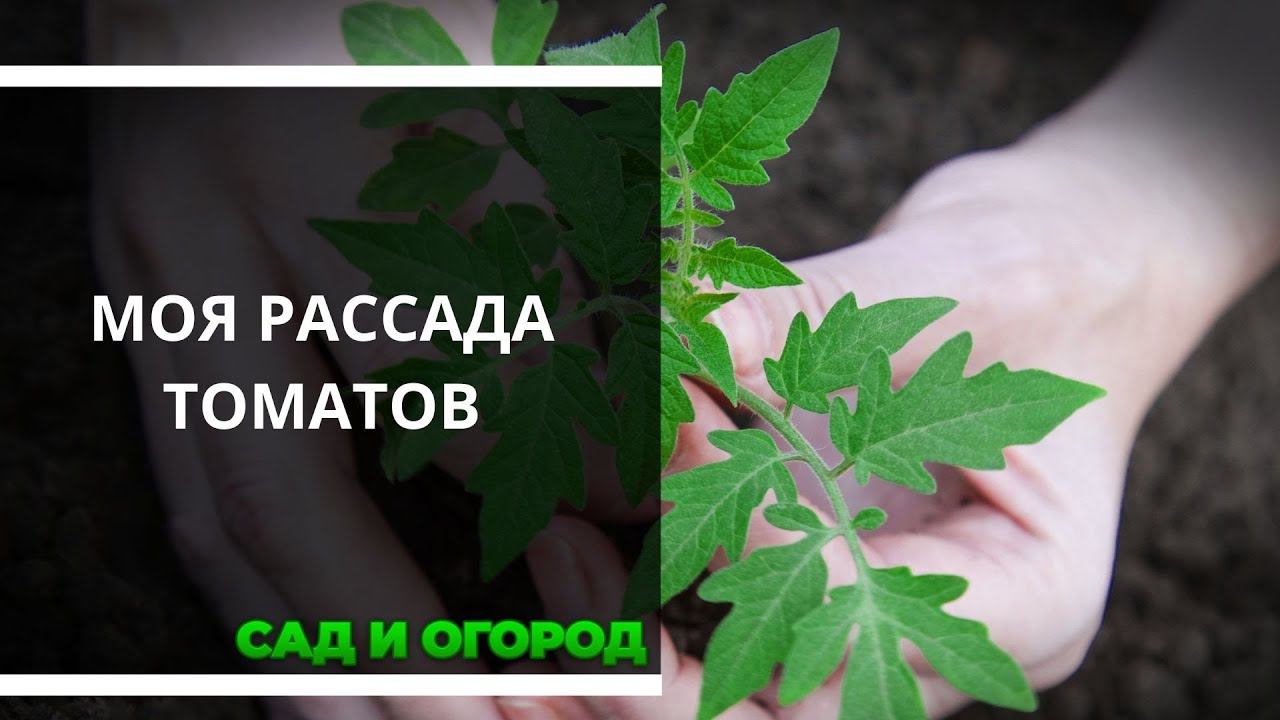 Моя рассада томатов