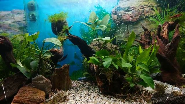 Запуск аквариума с нуля. #7 смотреть онлайн