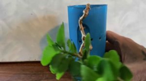 1.Бонсай из каланхоэ стиль каскад.mp4