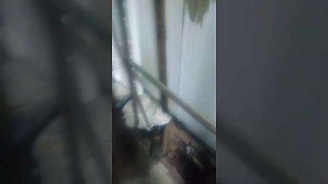 Розжиг бубафони на пеллетах. смотреть онлайн