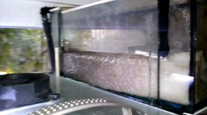 Речные рыбки в домашнем аквариуме