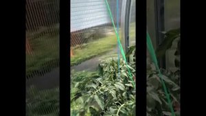 Обзор томата Чёрный ананас Нуар 15 Июня 2023.