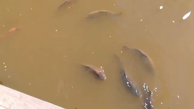 10 мая, любляна, зоопарк, рыбы смотреть онлайн